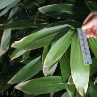 Broad-leaved Bamboo